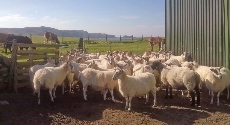 Biosecurity in sheep flocks