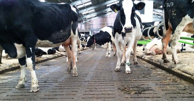 Update on treating digital dermatitis