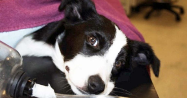 Canine Addison’s disease: a new treatment option