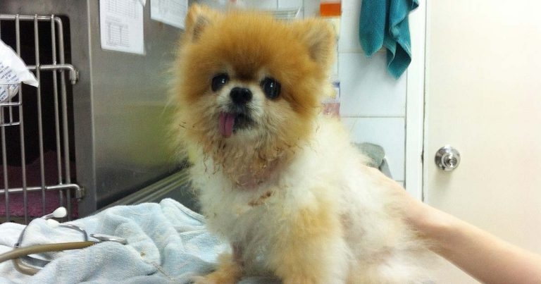 Novel and common diseases in small animals in Hong Kong