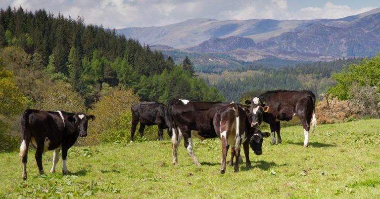 BVA welcomes Welsh welfare plan