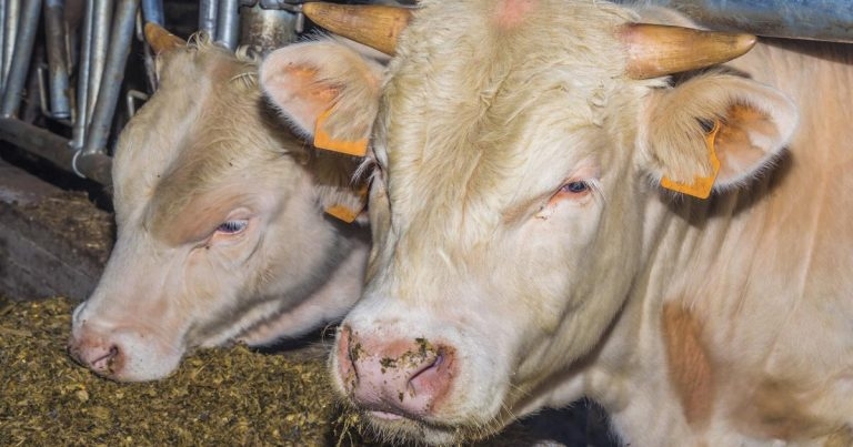 Vets’ role in ruminant nutrition, process and recommendations