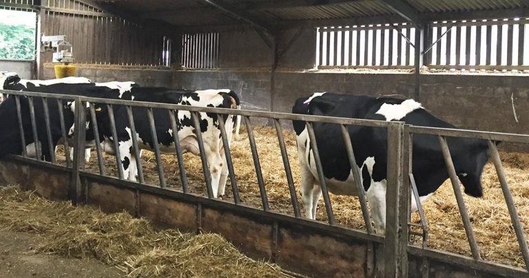 Impact of immunosuppression in transition and calving cows