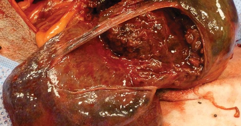 Splenectomy cases in dogs and cats