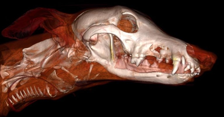 Working principles of CT and MRI