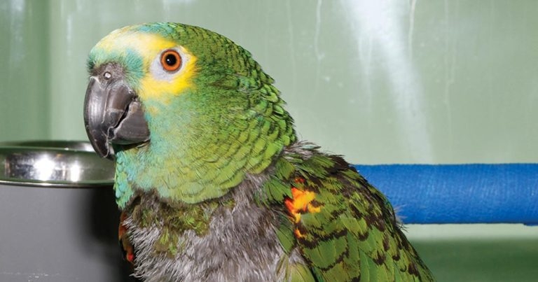 Diagnosing endocrine disease in parrots