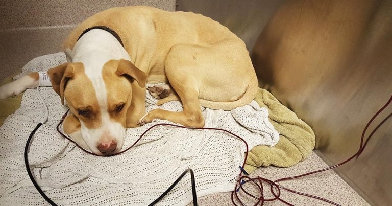 Transfusion monitoring: watch it like a hawk