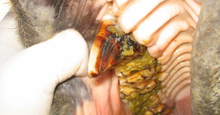 Managing dental overgrowths and complications of reduction