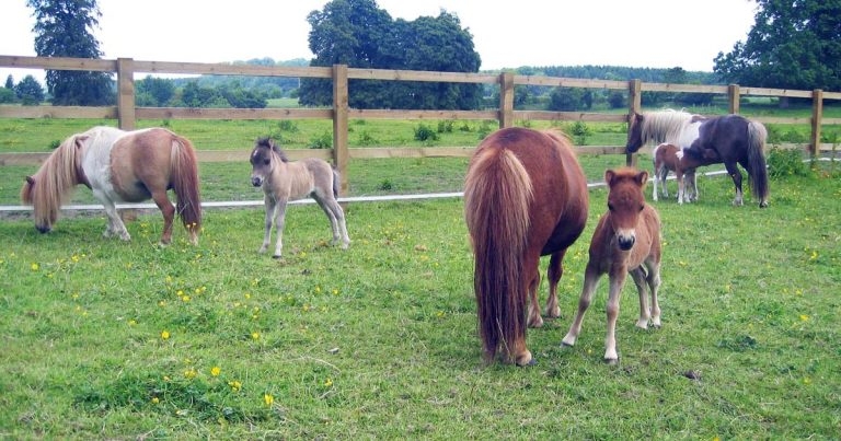 Where there’s muck, there’s brass: effective deworming