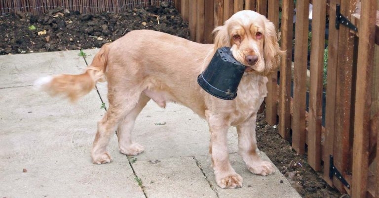 Attitudes to and opinions of dog castration – vet survey results