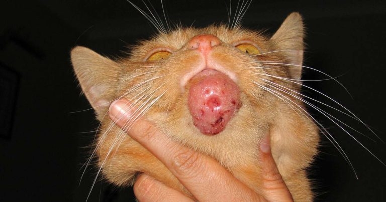 Mycobacterial infections in cats – disease and diagnosis challenges