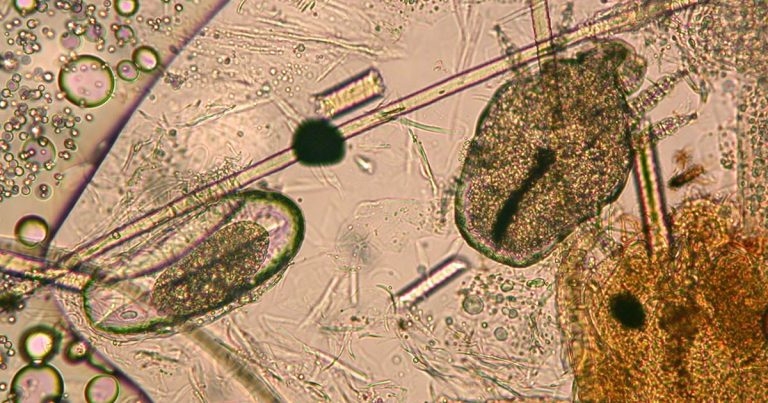 Highlighting flare factors in canine atopic dermatitis