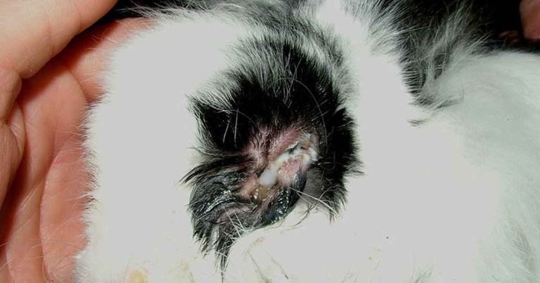 Exotic mammal vaccination