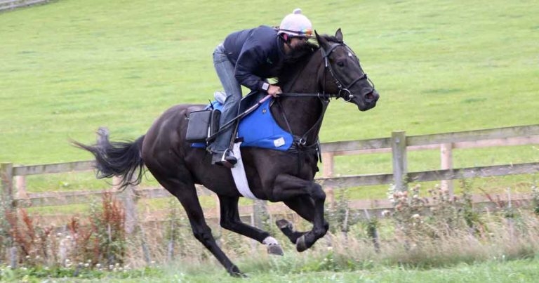 Influence of overground endoscopy in treating upper airway issues