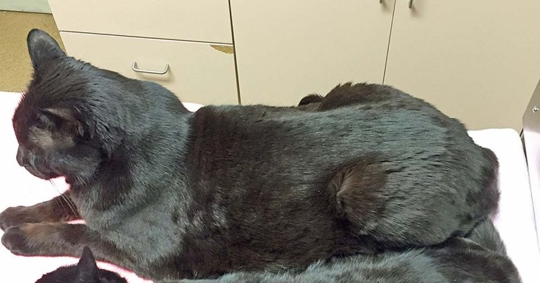 Latest developments in breed diets for companion animals