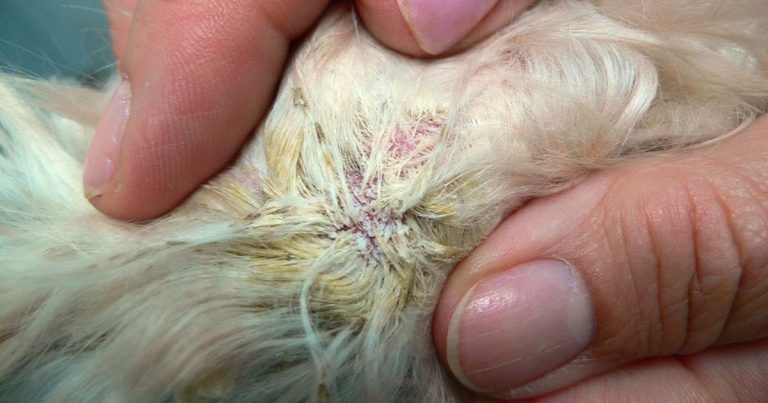 Diagnosing demodicosis in dogs