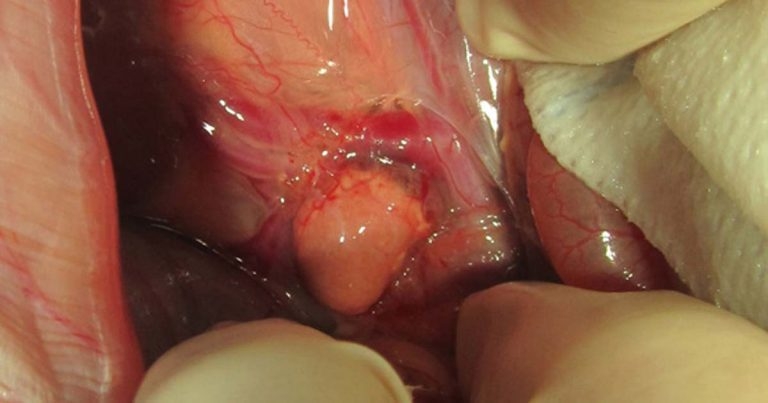 Adrenal gland disease in rabbits