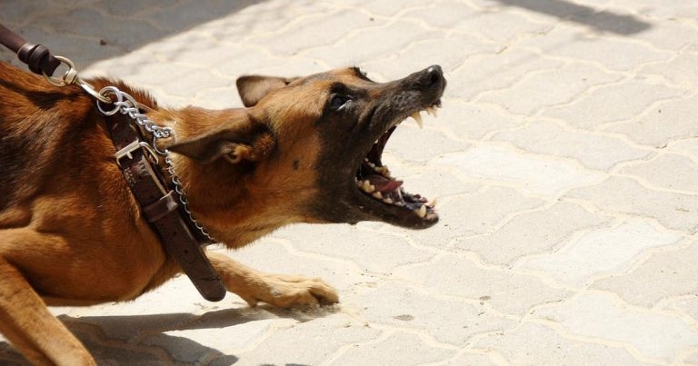 Do dogs bite without warning – or should we see it coming?