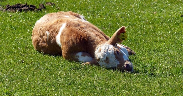 Approach to difficult calvings – and the potential sequelae