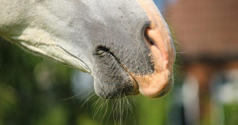 Which exotic equine diseases are notifiable?