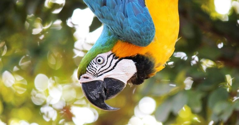 Care of psittacines: advice on basic principles part 1