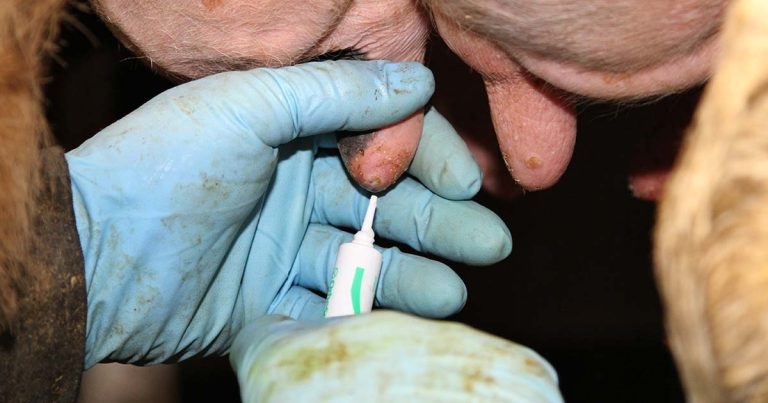 Avoiding pitfalls in using selective dry cow therapy