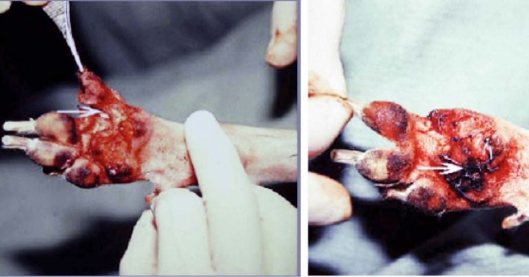 Canine metacarpal pad trauma – salvage and reconstruction case