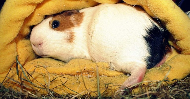 Guinea pig husbandry – housing, diet and handling