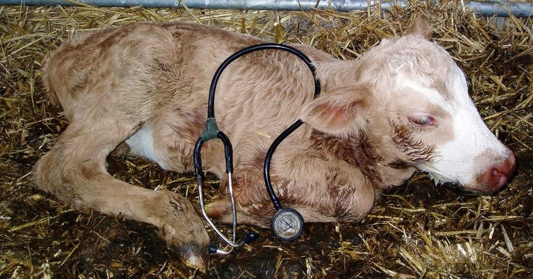 Latest cattle vaccination updates and protocols