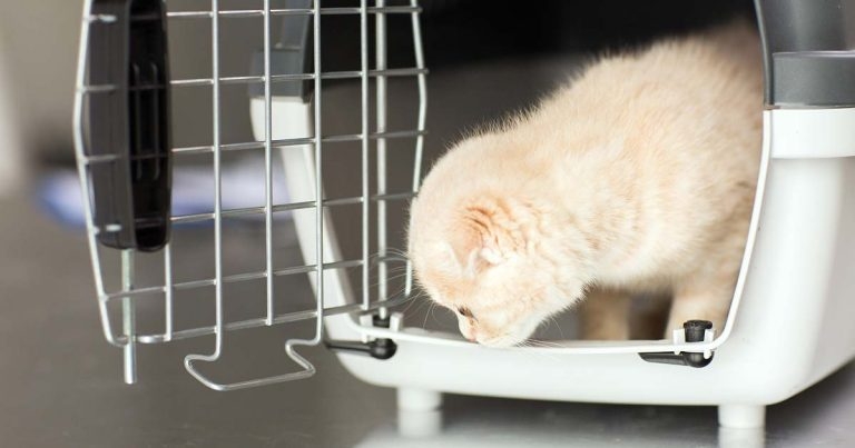 Minimising pet stress at veterinary practice visits