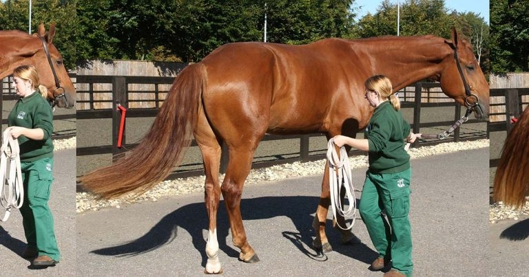 Equine lameness workups – investigation stages explained