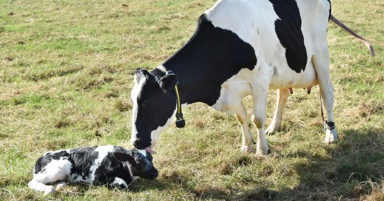 Colostrum: measuring success