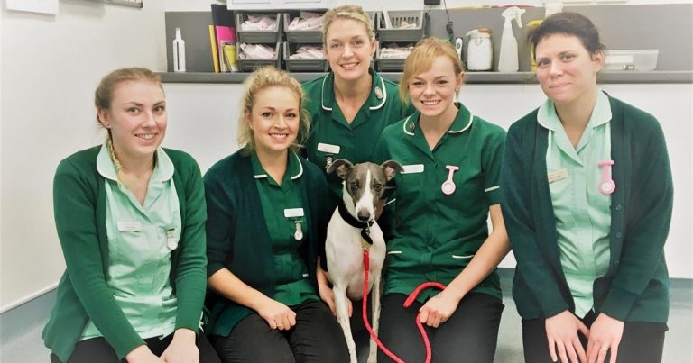 Dog on mend after ‘horrific’ barbed wire wound