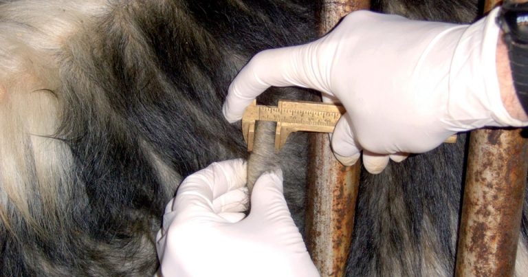 Scottish Government announces 29.9% rise in OV rates