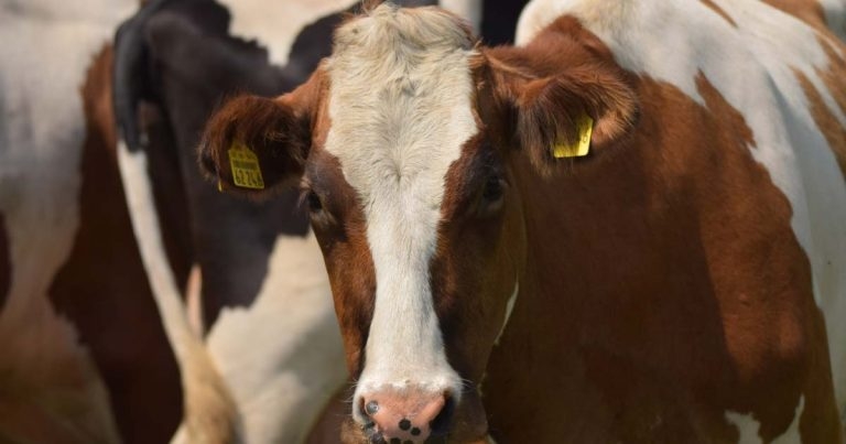 Musings of a dairy farmer caught in midst of TB storm