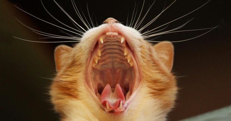 Small animal dentistry – veterinary nursing role in practice