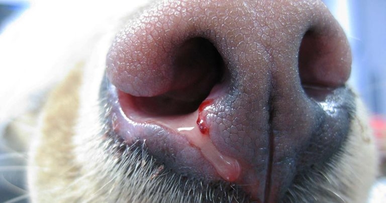 Diagnosis and management of canine nasal tumours