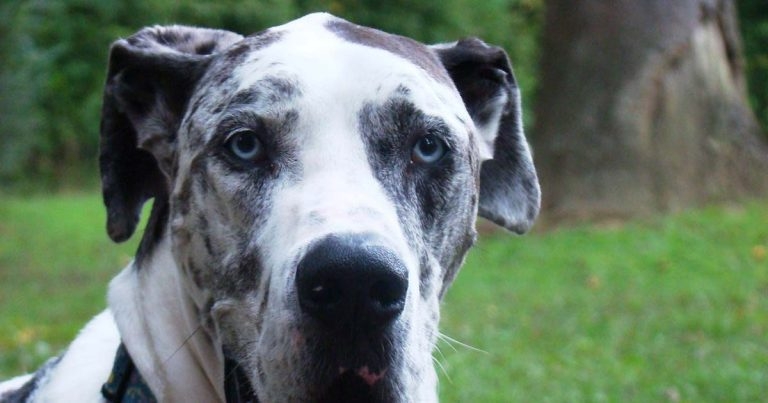 Atypical hypoadrenocorticism