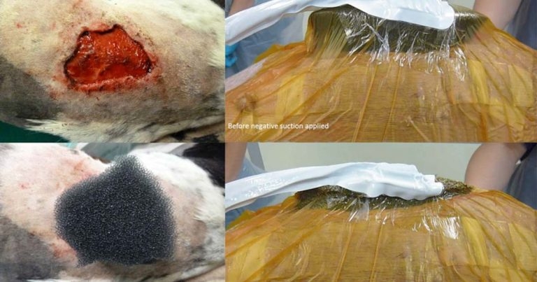 Companion animal wound care – latest advances