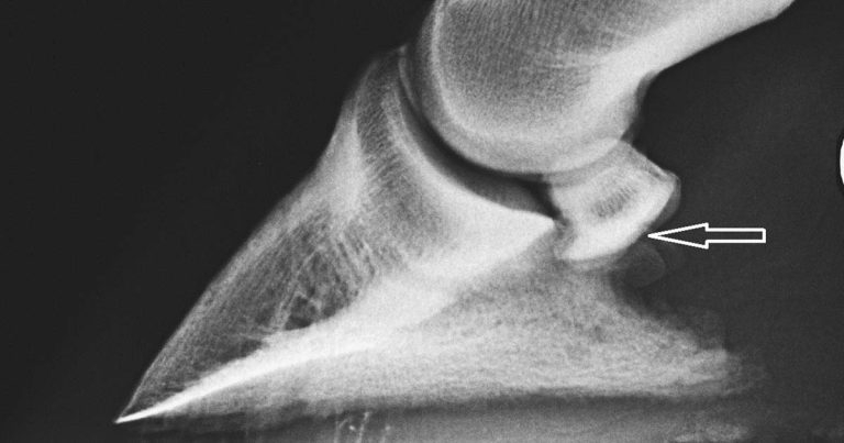 Equine diagnostic developments