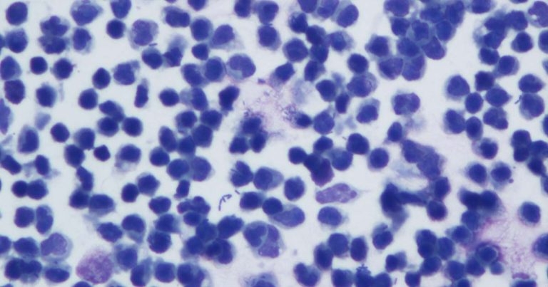 Canine acute renal failure