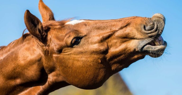 Managing lack of libido in stallions