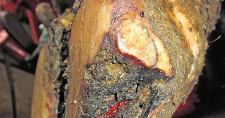 Collaboration of knowledge and shared best practice in lameness