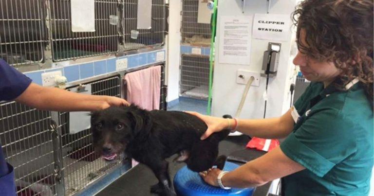 A complicated spinal fracture case in a Patterdale terrier cross