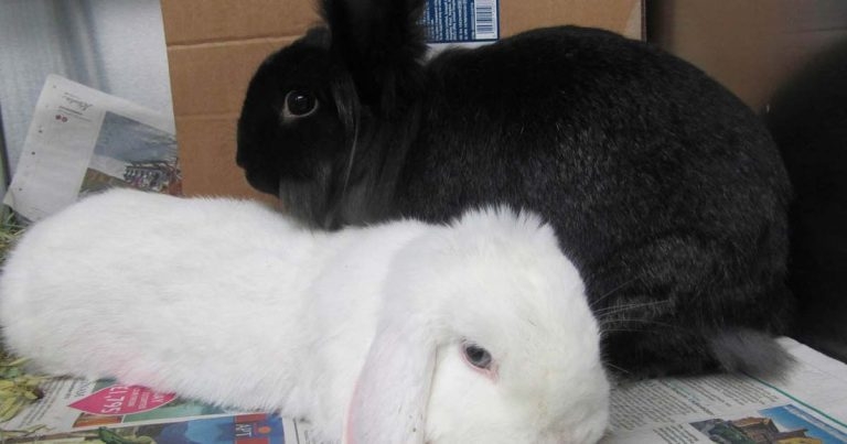 What’s new in rabbit medicine?