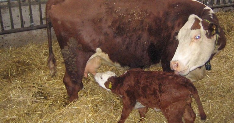 Oestrus observation and timing ovulation in beef suckler cows