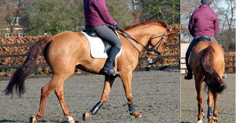 Behaviour and exercise health advice for performance horses