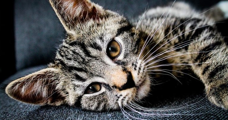 Society offers pre-congress feline symposia opportunity