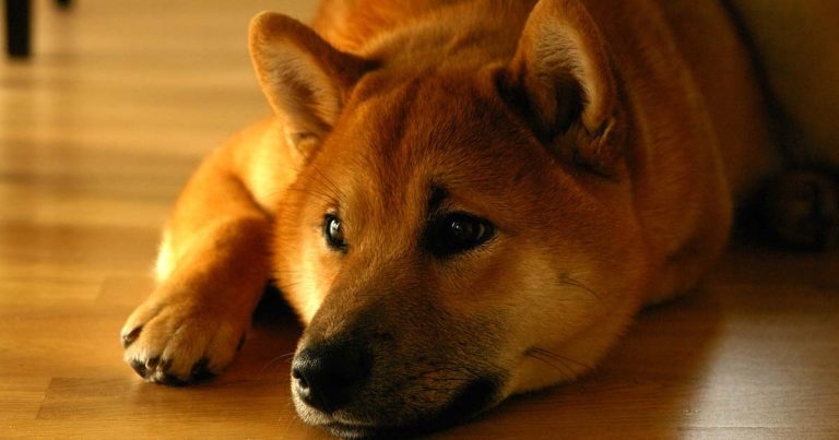 Dechra reveals golden rules for Addison’s disease