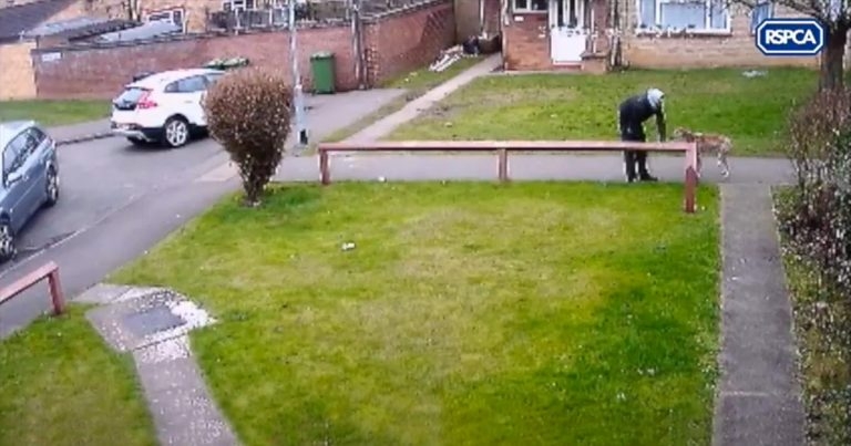 RSPCA plea to trace owner of dumped dog